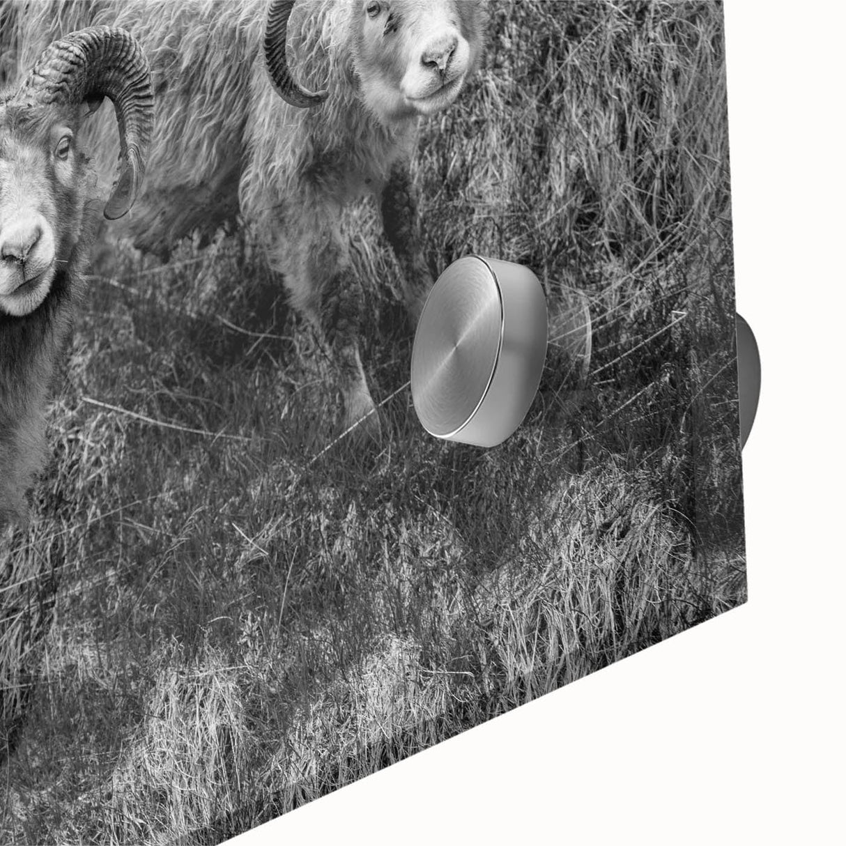 Fine Art Photography Canvas Prints – Rustic Ram Portrait