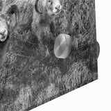 Fine Art Photography Canvas Prints – Rustic Ram Portrait