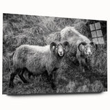 Fine Art Photography Canvas Prints – Rustic Ram Portrait