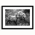 Fine Art Photography Canvas Prints – Rustic Ram Portrait