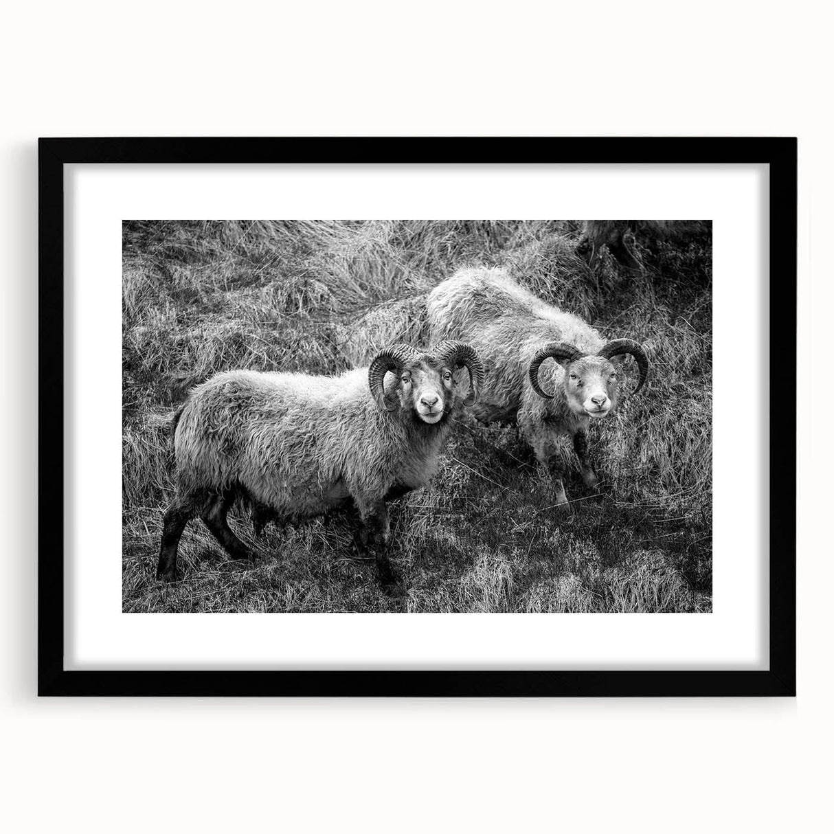 Fine Art Photography Canvas Prints – Rustic Ram Portrait