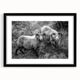 Fine Art Photography Canvas Prints – Rustic Ram Portrait