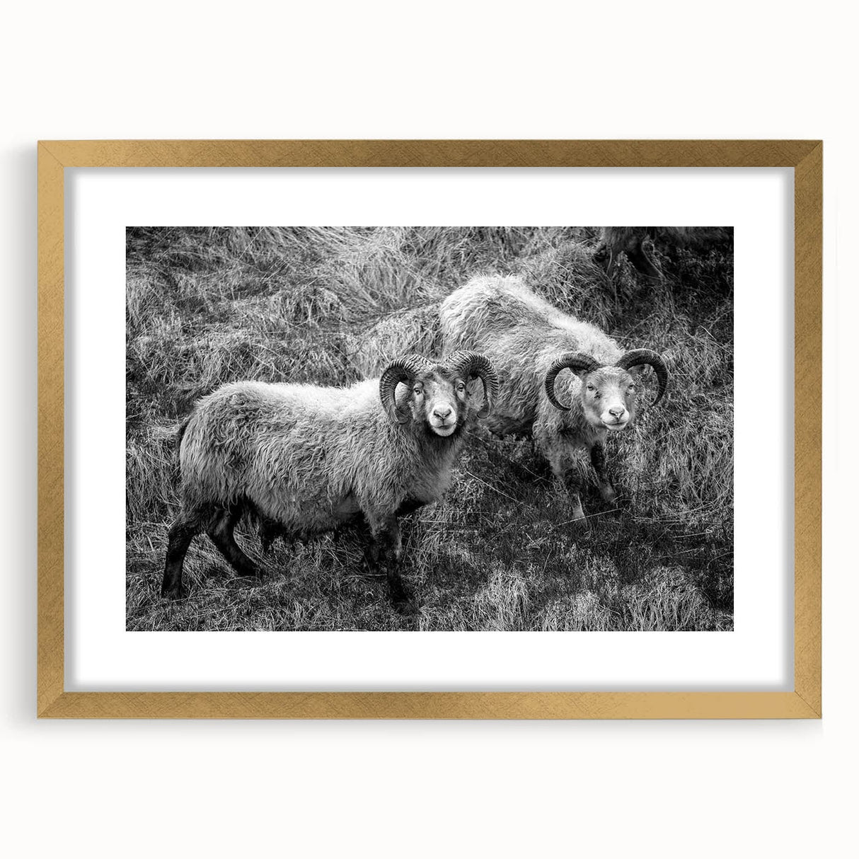 Fine Art Photography Canvas Prints – Rustic Ram Portrait