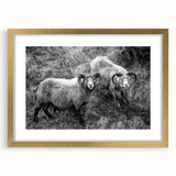 Fine Art Photography Canvas Prints – Rustic Ram Portrait