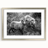 Fine Art Photography Canvas Prints – Rustic Ram Portrait
