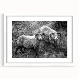Fine Art Photography Canvas Prints – Rustic Ram Portrait