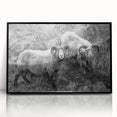 Fine Art Photography Canvas Prints – Rustic Ram Portrait