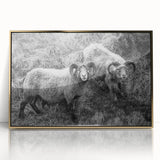 Fine Art Photography Canvas Prints – Rustic Ram Portrait