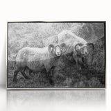 Fine Art Photography Canvas Prints – Rustic Ram Portrait