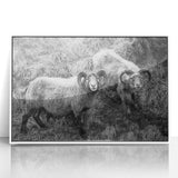 Fine Art Photography Canvas Prints – Rustic Ram Portrait