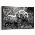Fine Art Photography Canvas Prints – Rustic Ram Portrait