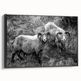 Fine Art Photography Canvas Prints – Rustic Ram Portrait