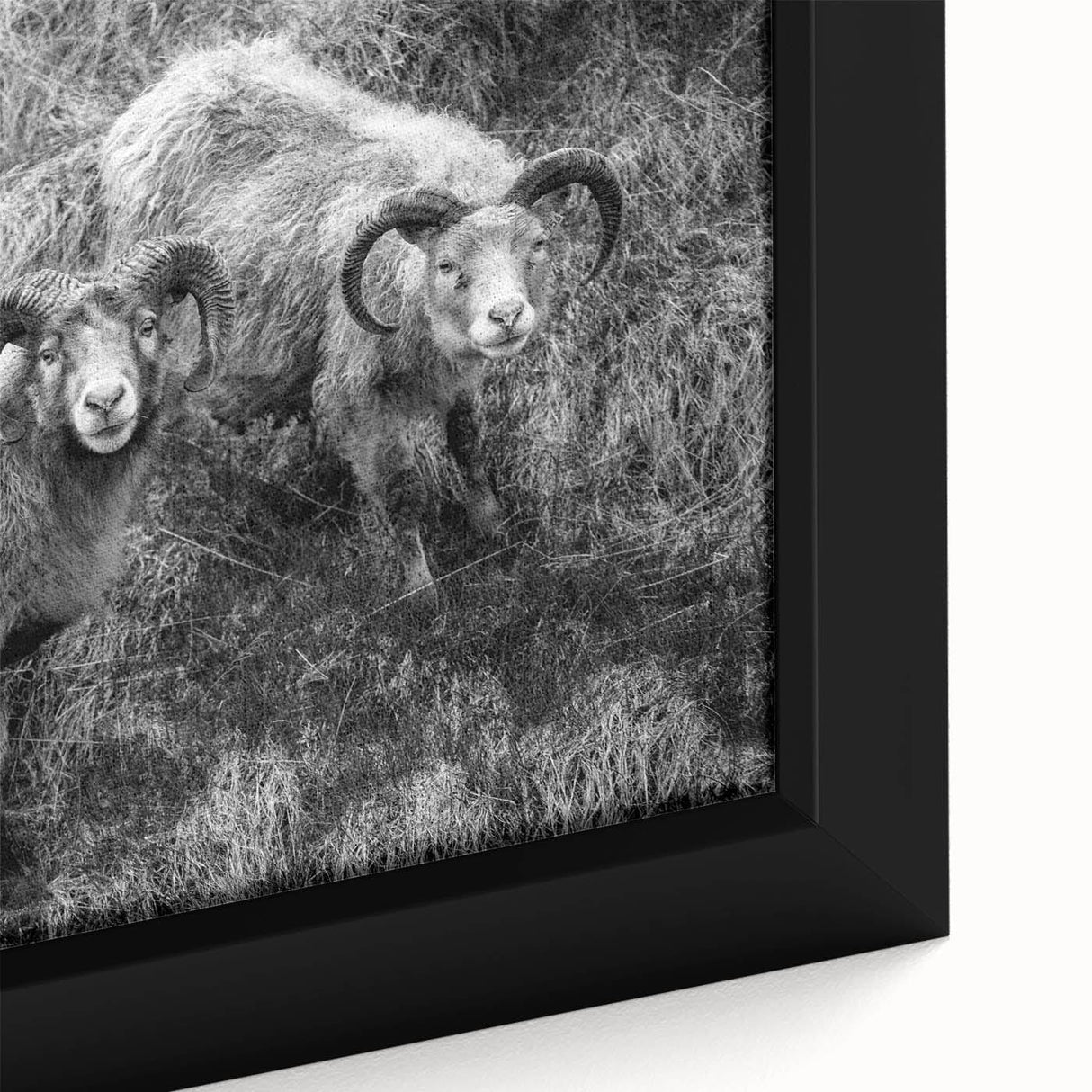 Fine Art Photography Canvas Prints – Rustic Ram Portrait