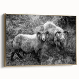 Fine Art Photography Canvas Prints – Rustic Ram Portrait