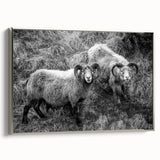 Fine Art Photography Canvas Prints – Rustic Ram Portrait