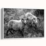 Fine Art Photography Canvas Prints – Rustic Ram Portrait