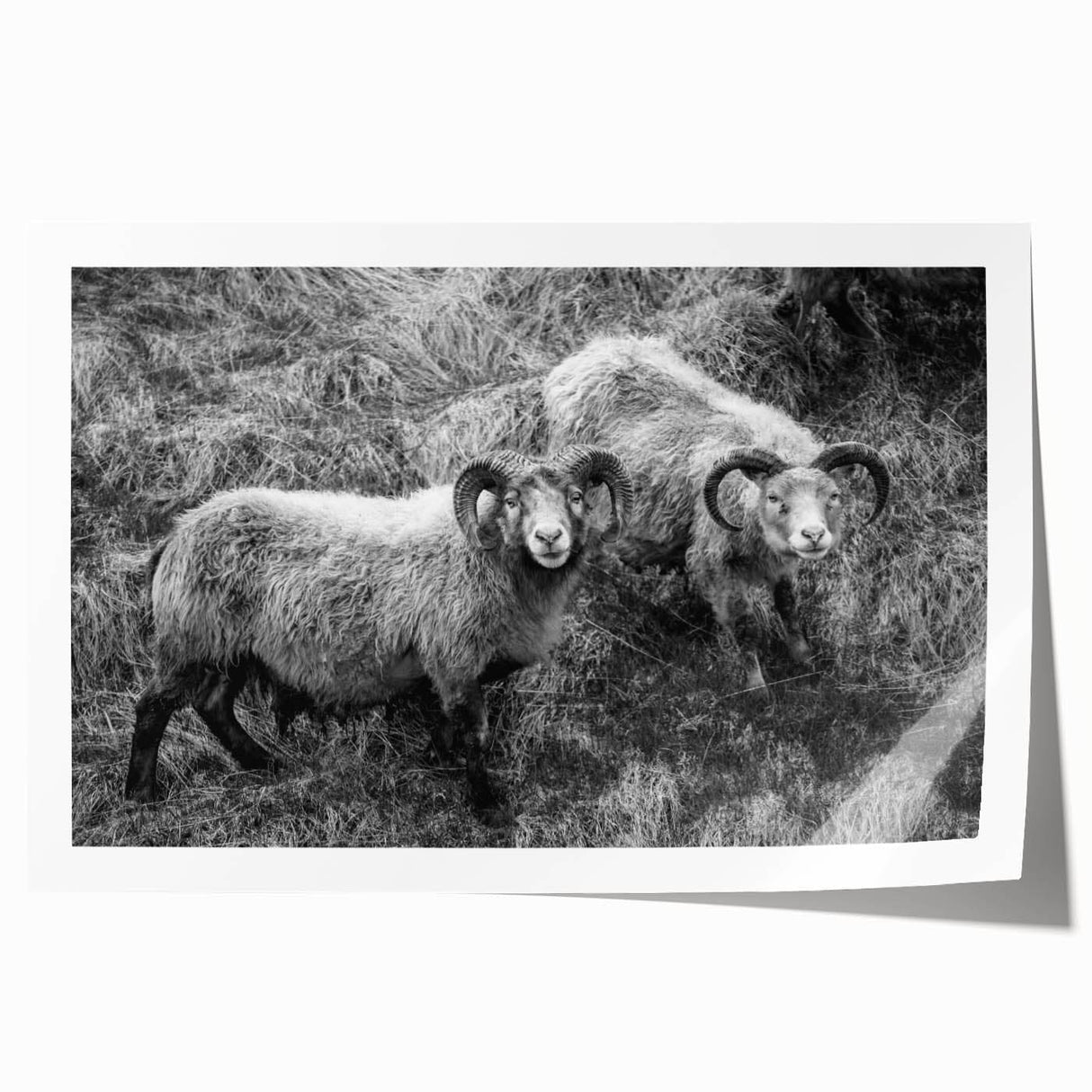 Fine Art Photography Canvas Prints – Rustic Ram Portrait