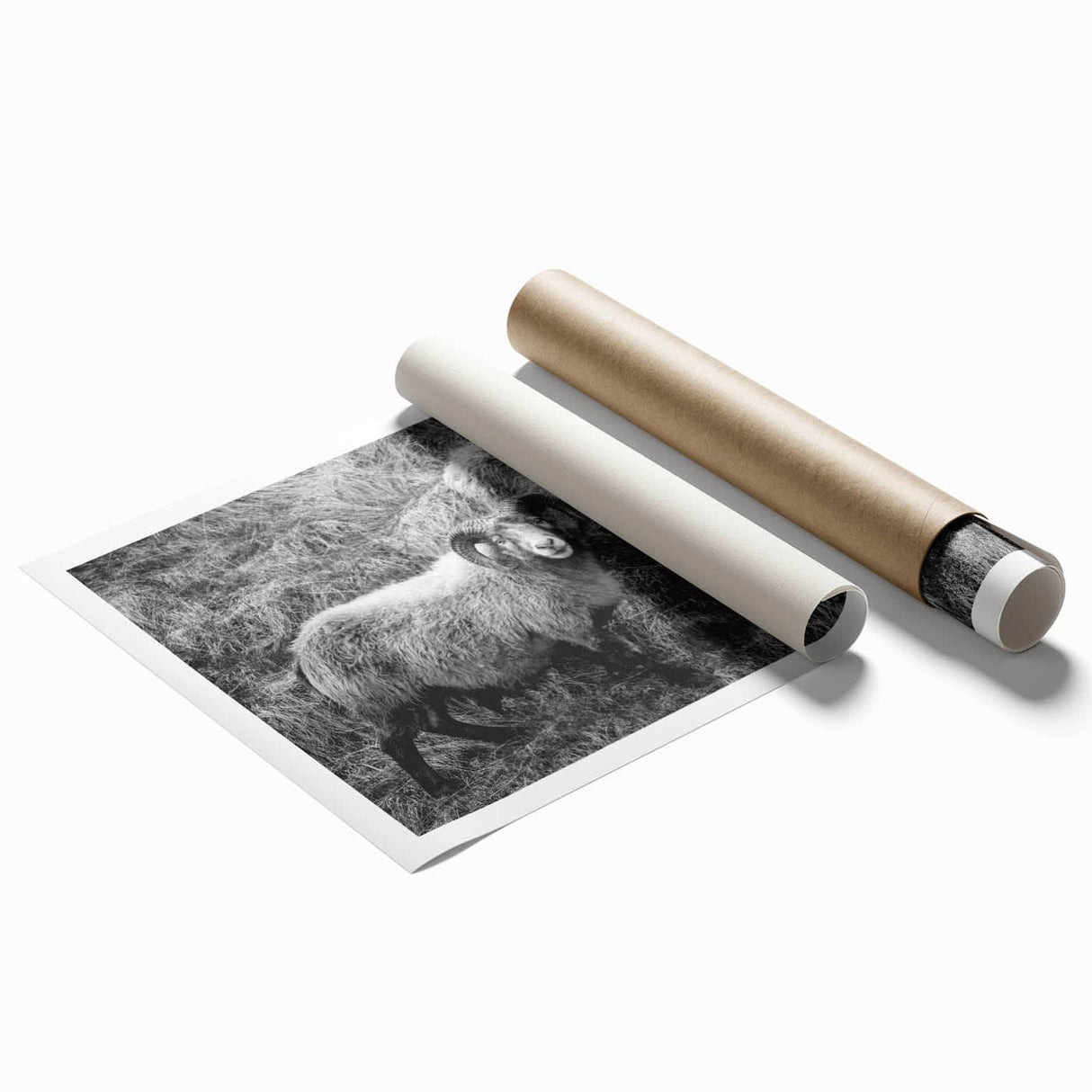 Fine Art Photography Canvas Prints – Rustic Ram Portrait