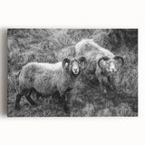 Fine Art Photography Canvas Prints – Rustic Ram Portrait
