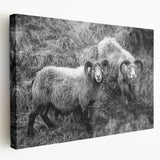 Fine Art Photography Canvas Prints – Rustic Ram Portrait