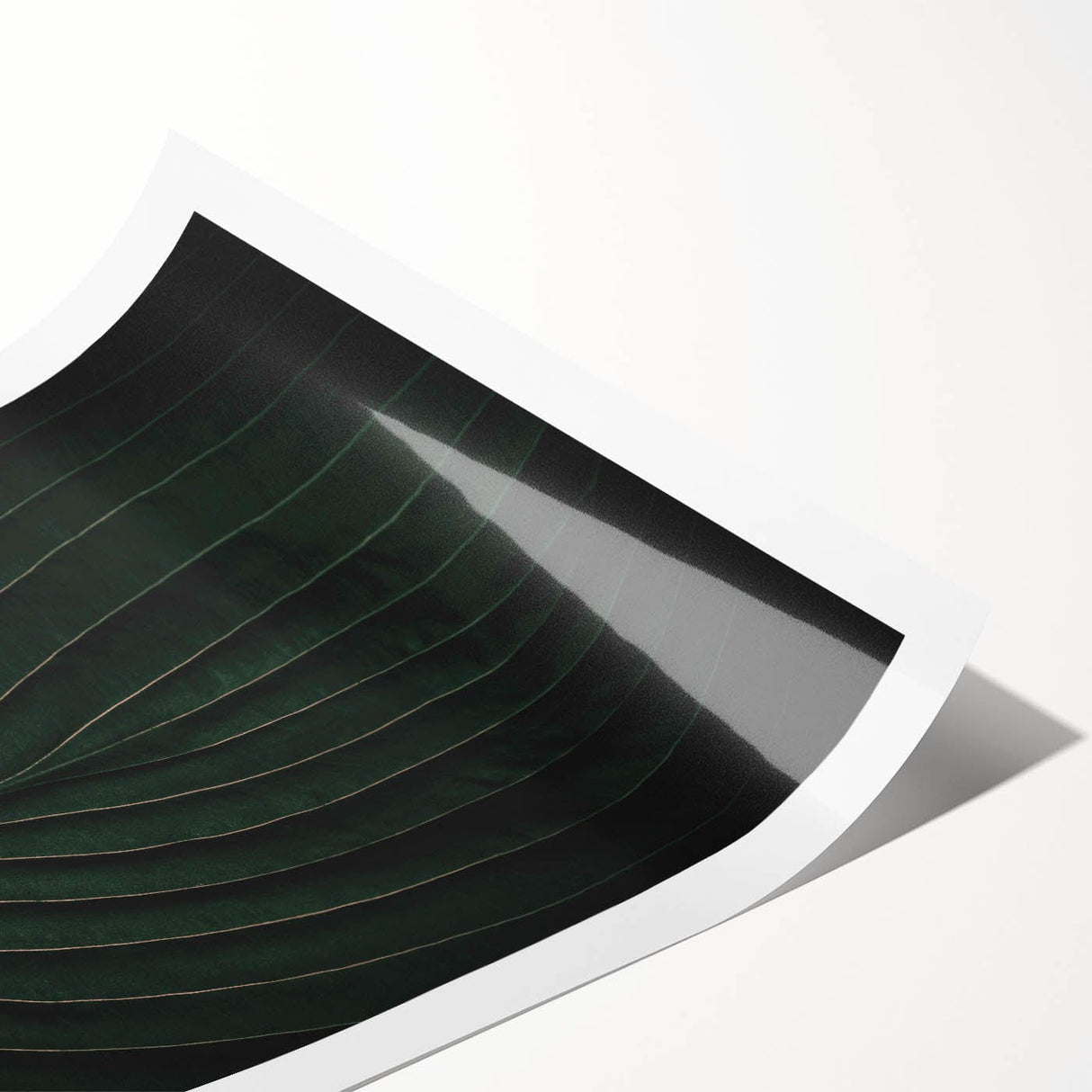 Botanical Elegance - Fine Art Green Leaf Photography Print