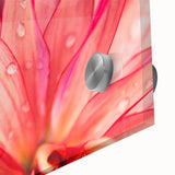 Dahlia Flower Macro - Fine Art Photography Limited Edition Prints