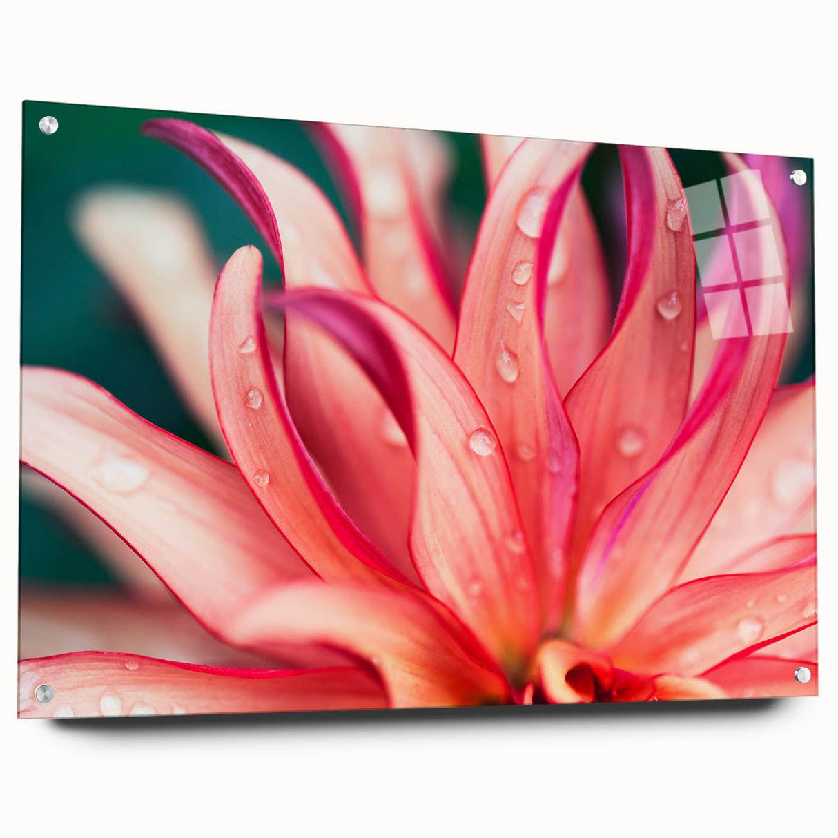Dahlia Flower Macro - Fine Art Photography Limited Edition Prints