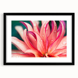 Dahlia Flower Macro - Fine Art Photography Limited Edition Prints