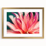 Dahlia Flower Macro - Fine Art Photography Limited Edition Prints