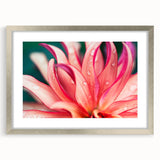 Dahlia Flower Macro - Fine Art Photography Limited Edition Prints