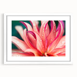 Dahlia Flower Macro - Fine Art Photography Limited Edition Prints
