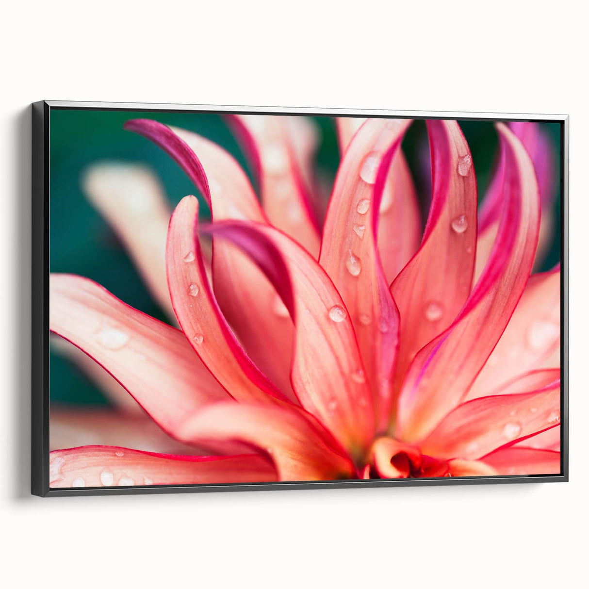 Dahlia Flower Macro - Fine Art Photography Limited Edition Prints