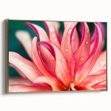 Dahlia Flower Macro - Fine Art Photography Limited Edition Prints