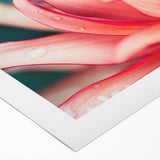 Dahlia Flower Macro - Fine Art Photography Limited Edition Prints