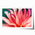 Dahlia Flower Macro - Fine Art Photography Limited Edition Prints