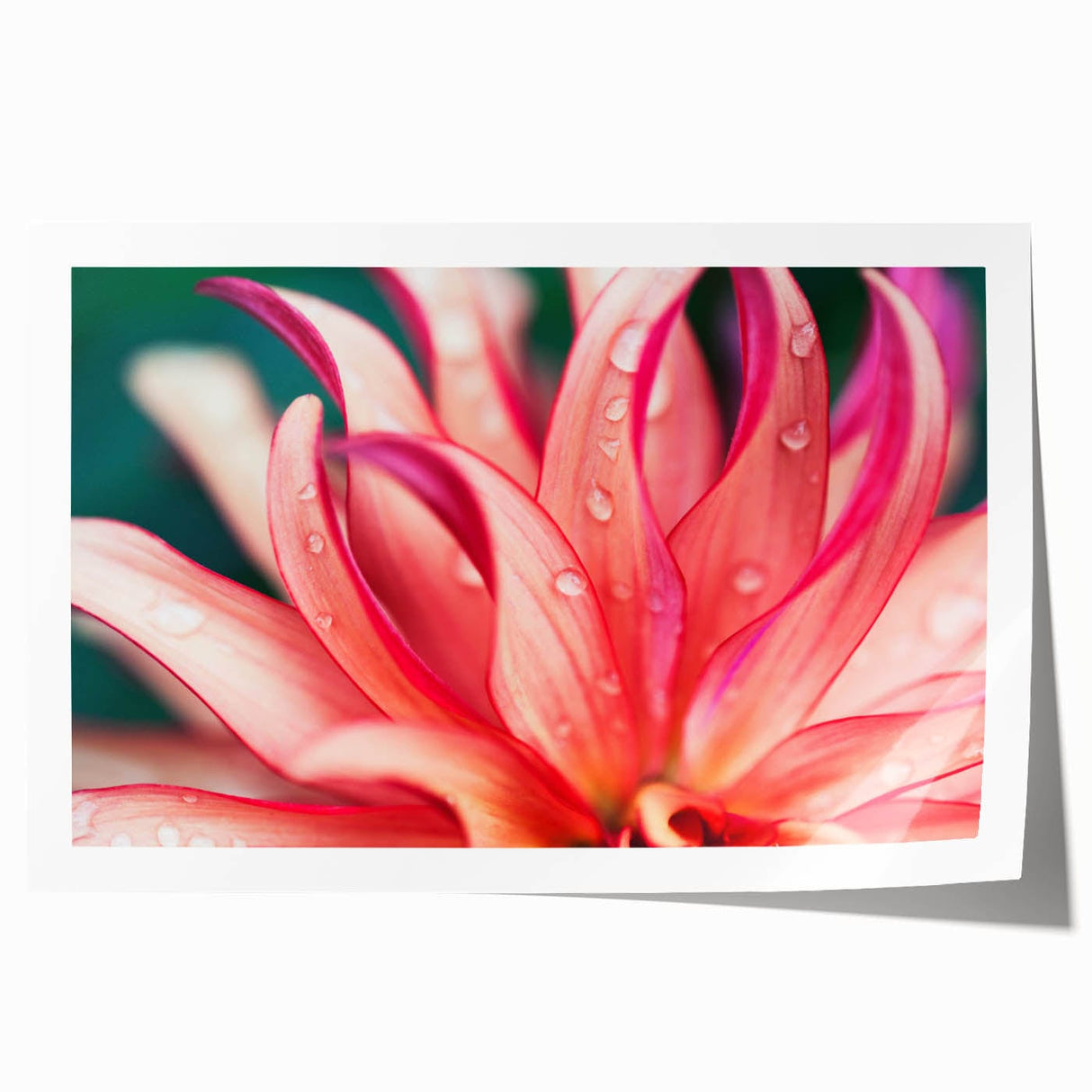 Dahlia Flower Macro - Fine Art Photography Limited Edition Prints