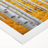Golden Birch Forest – Autumn Landscape & Nature Art Prints