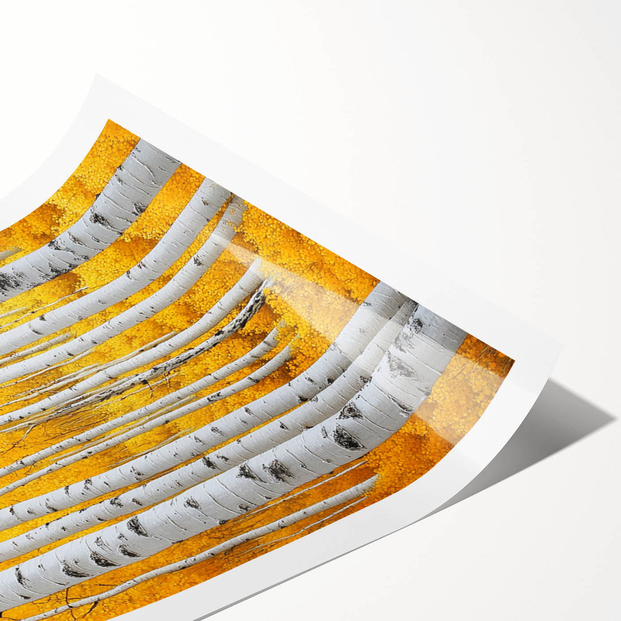 Golden Birch Forest – Autumn Landscape & Nature Art Prints