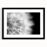 Dandelion Macro Art - Fine Art Photography Framed Prints