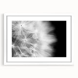 Dandelion Macro Art - Fine Art Photography Framed Prints