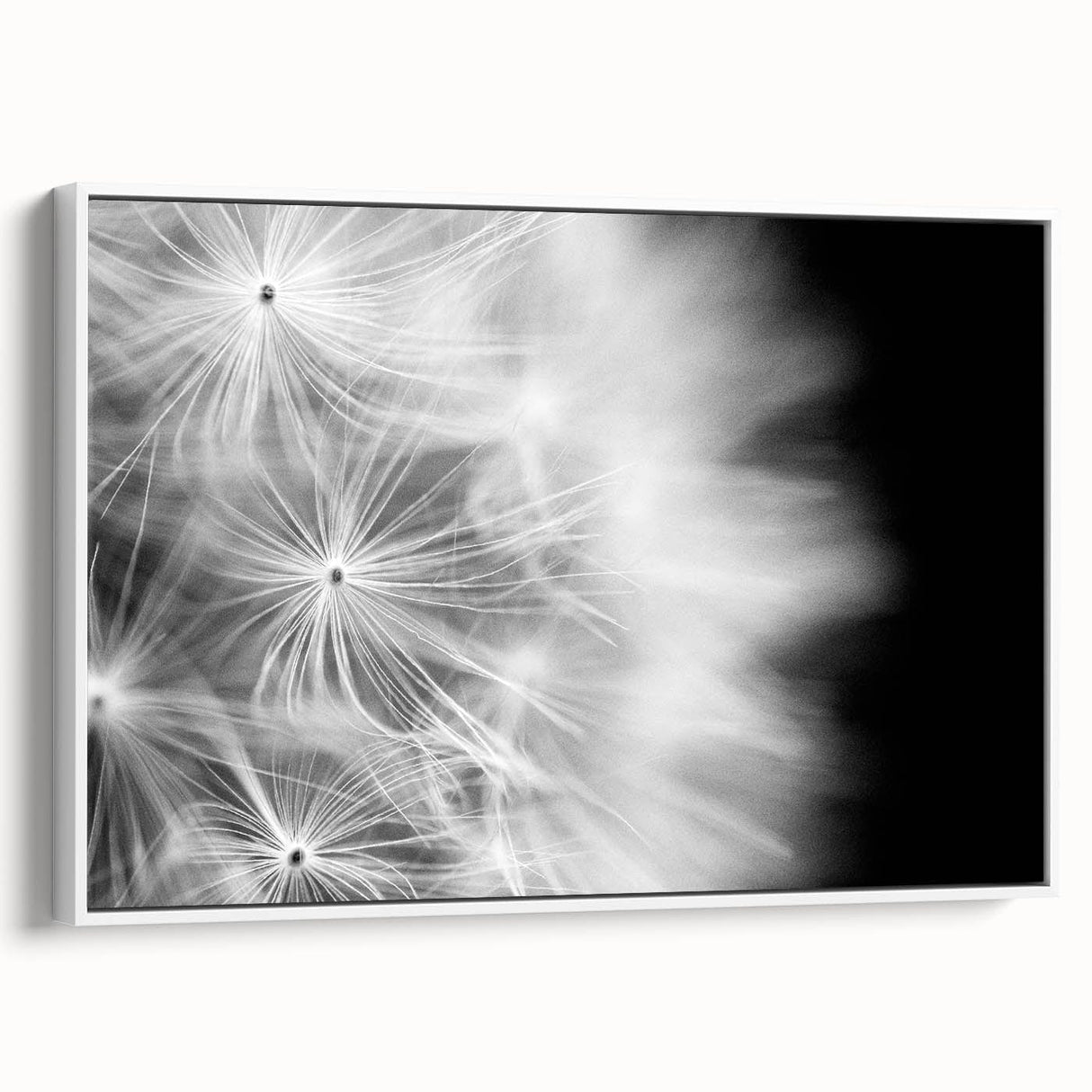 Dandelion Macro Art - Fine Art Photography Framed Prints