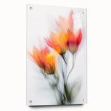 Vibrant Tulip Trio - Fine Art Photography Limited Edition Prints