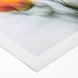 Vibrant Tulip Trio - Fine Art Photography Limited Edition Prints