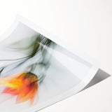 Vibrant Tulip Trio - Fine Art Photography Limited Edition Prints