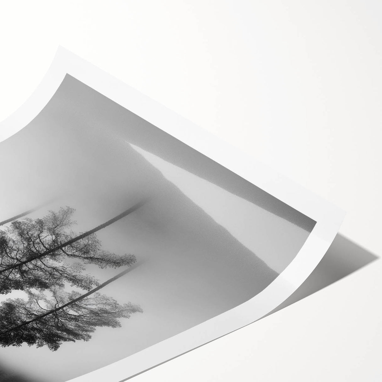 Misty Forest Trio - Fine Art Photography Framed Prints