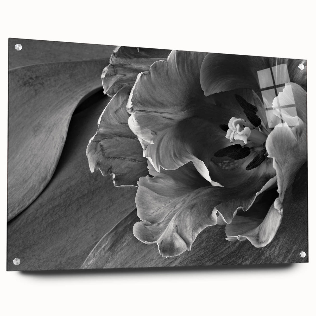 Monochrome Tulip Bloom - Fine Art Photography Framed Prints