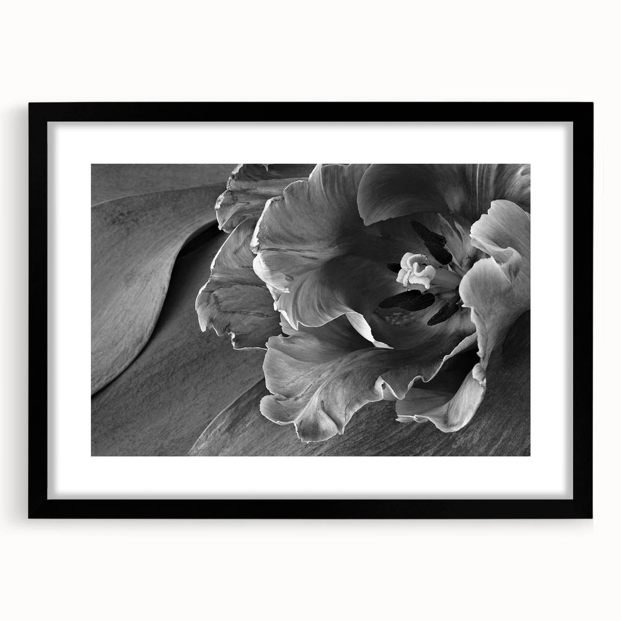 Monochrome Tulip Bloom - Fine Art Photography Framed Prints