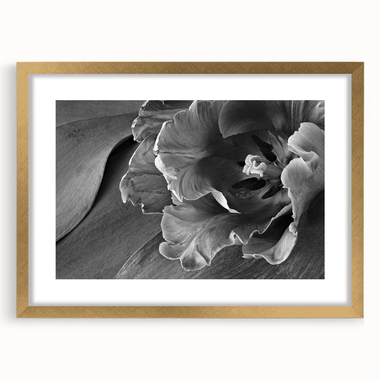Monochrome Tulip Bloom - Fine Art Photography Framed Prints
