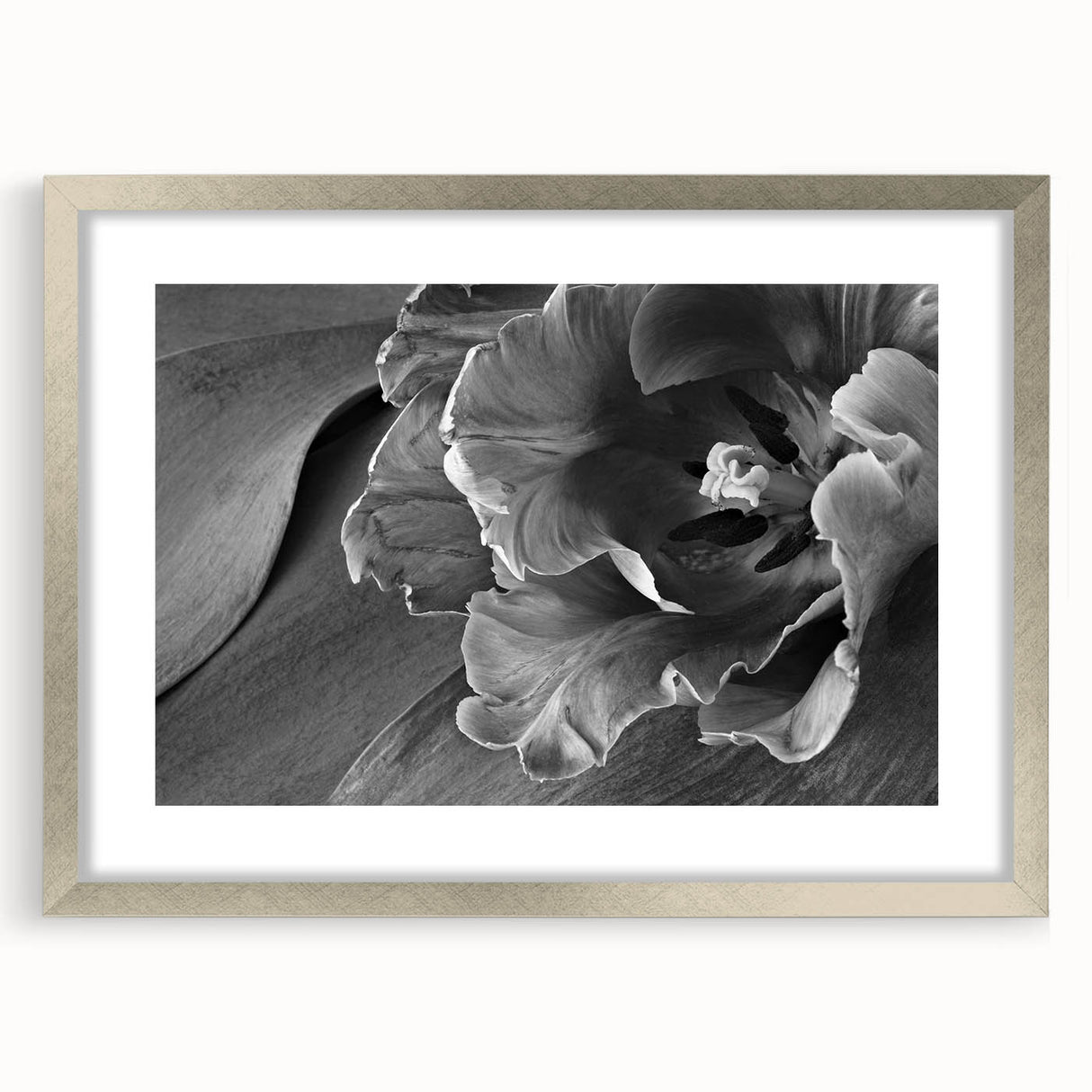 Monochrome Tulip Bloom - Fine Art Photography Framed Prints