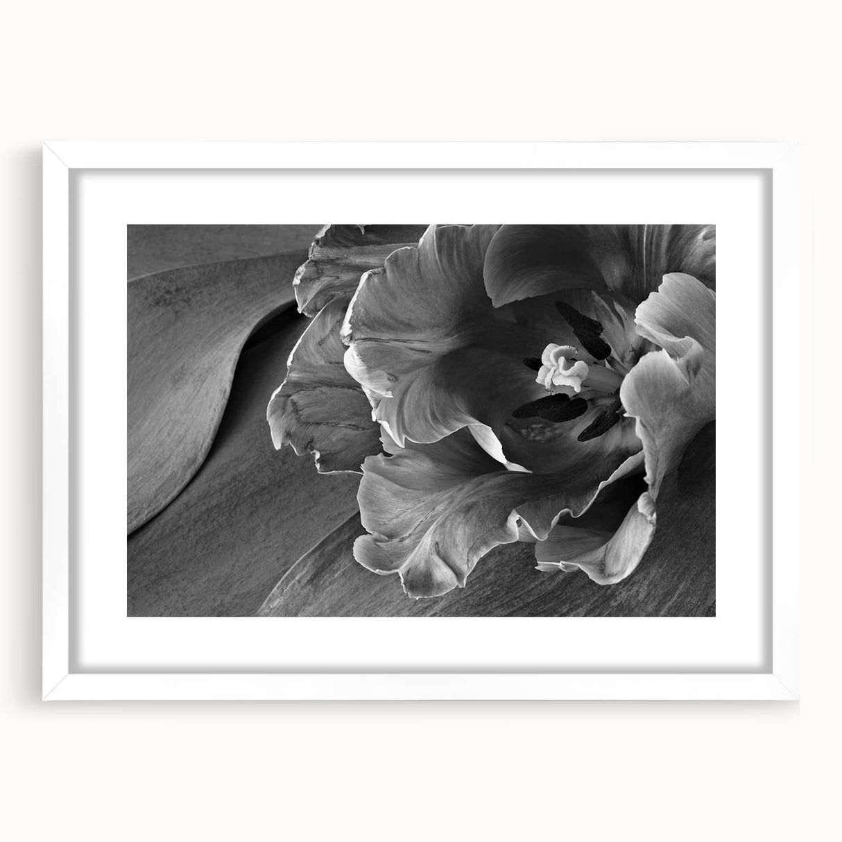 Monochrome Tulip Bloom - Fine Art Photography Framed Prints